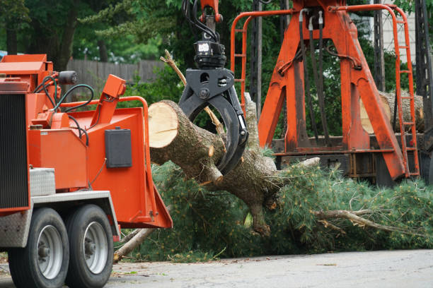 Best Commercial Tree Services  in Burlington, WI